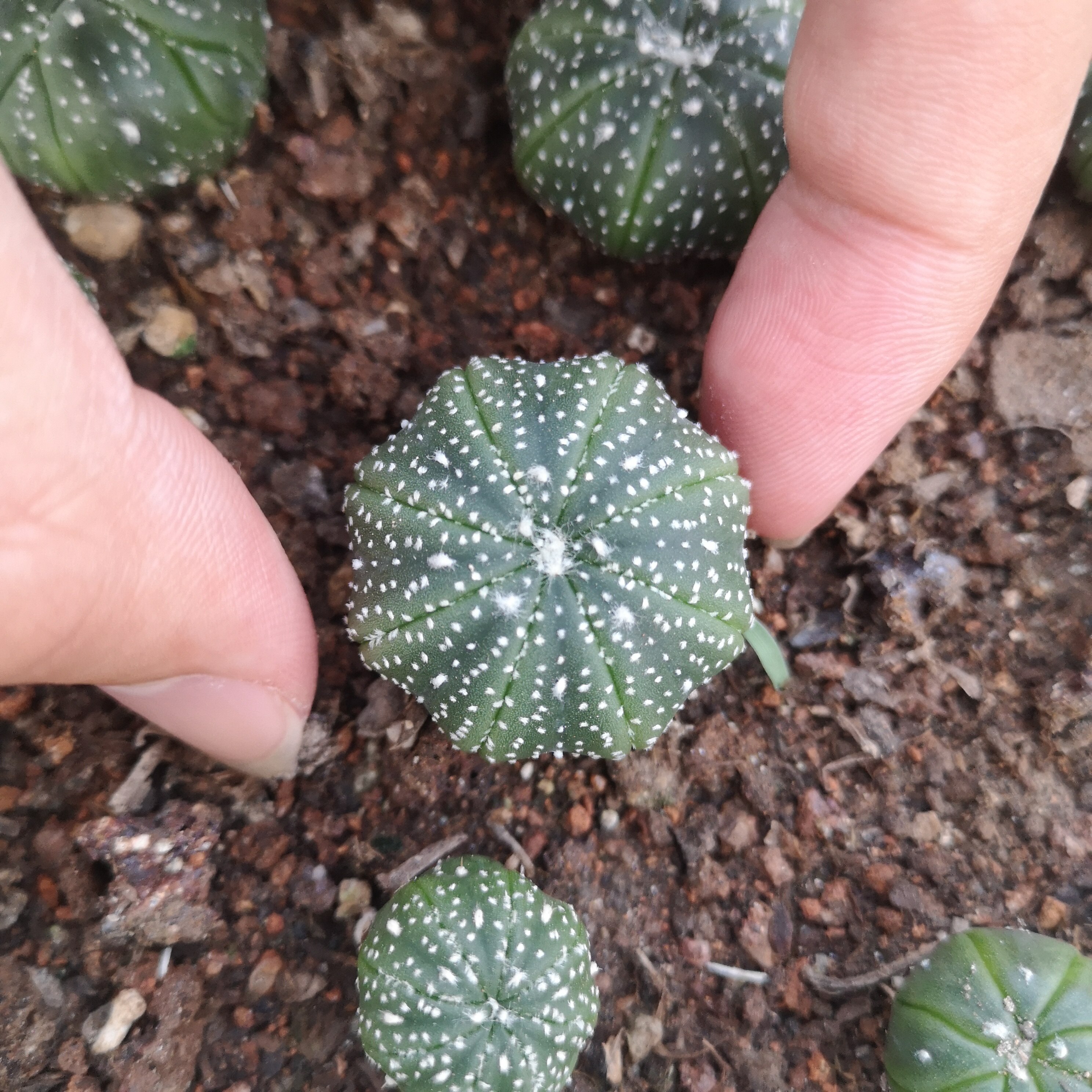 海星仙人球实生多肉植物小盆盆栽连线开花圆形多肉植物