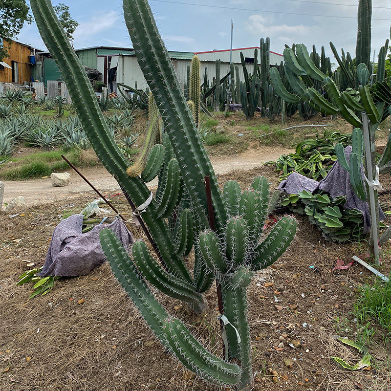 植物仙人柱朝雾阁柱子高度20公分沙生室内盆栽多肉植物