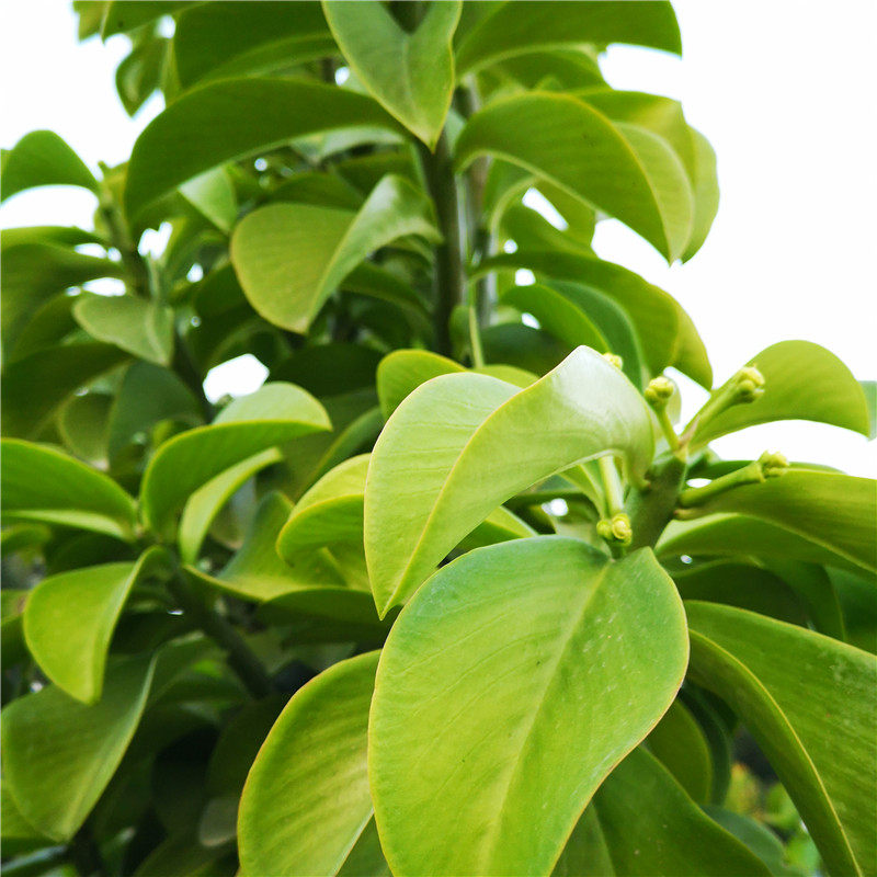 大戟阔叶euphorbiagrantiioliv.科大戟属庭院景观植物多肉植物