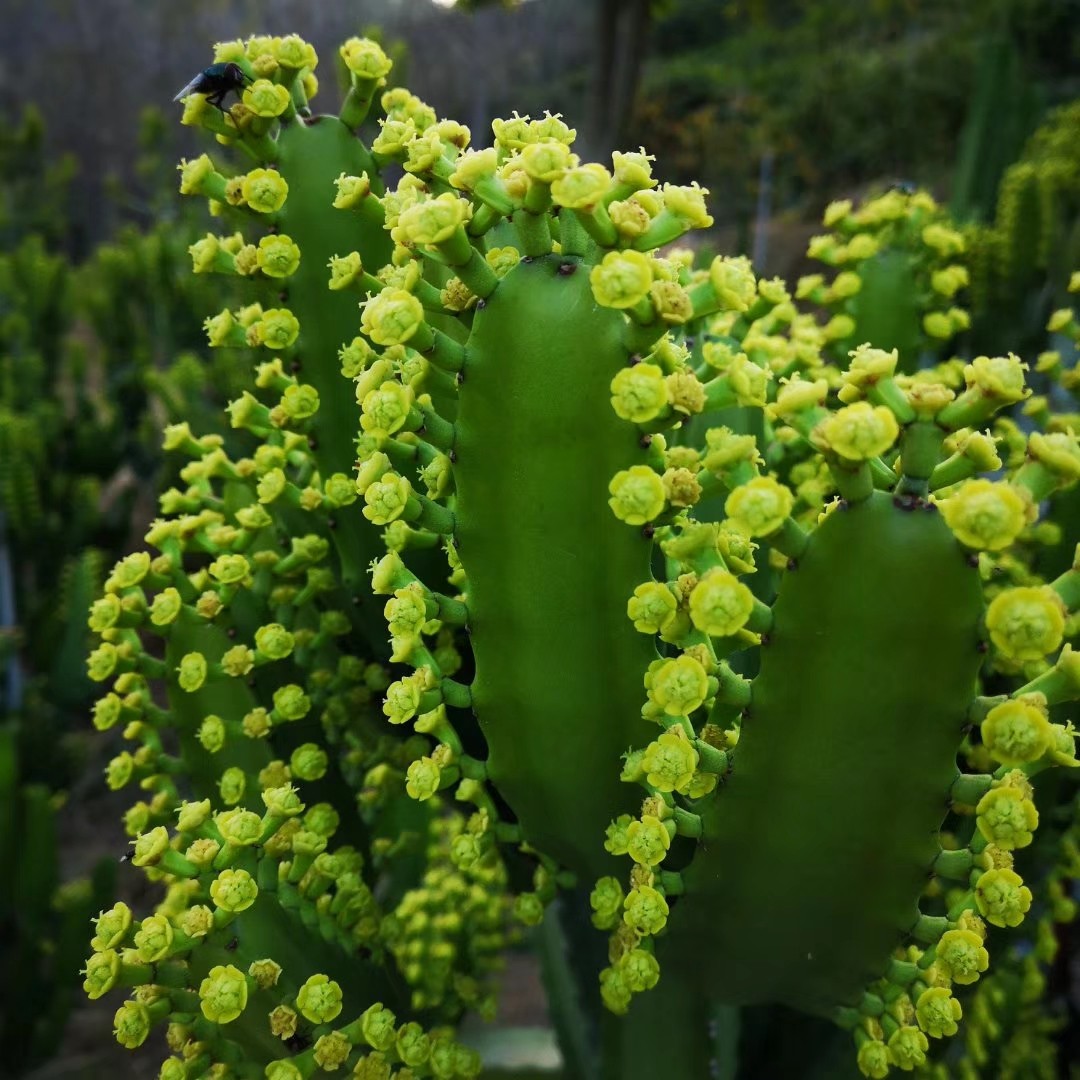 三角大戟 大戟科属 盆栽庭院景观设计沙漠植物 大戟柱