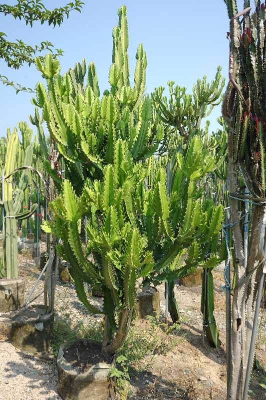 龙骨木植物图片