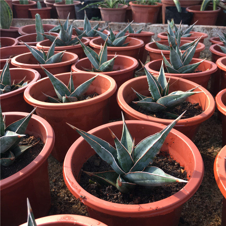 步行者虎皮兰沙生多肉景观龙舌兰科四季常青植物多肉植物