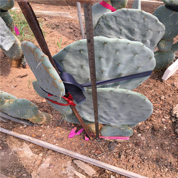 大盆实生播种圆镜仙人掌室内观赏兔儿形状沙漠多肉植物