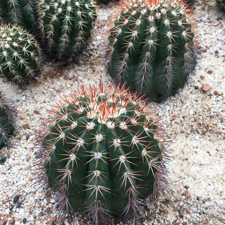 进入店铺上千种仙人球与多肉植物去购买0638元发货地:福建 漳州06