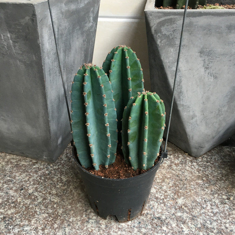 大型量天尺仙人无刺掌室内观赏植物北西欧风盆栽天轮多肉植物