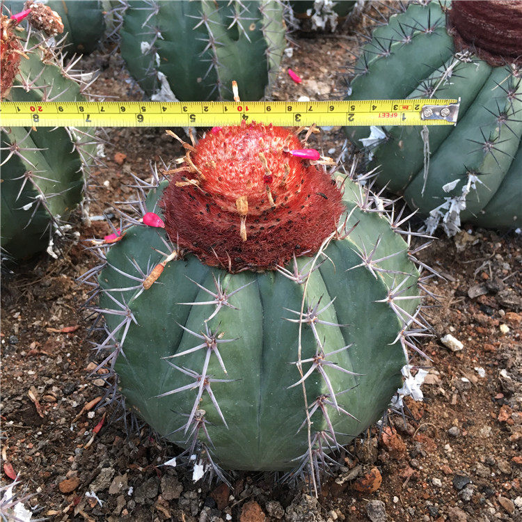 进入店铺上千种仙人球与多肉植物去购买064.