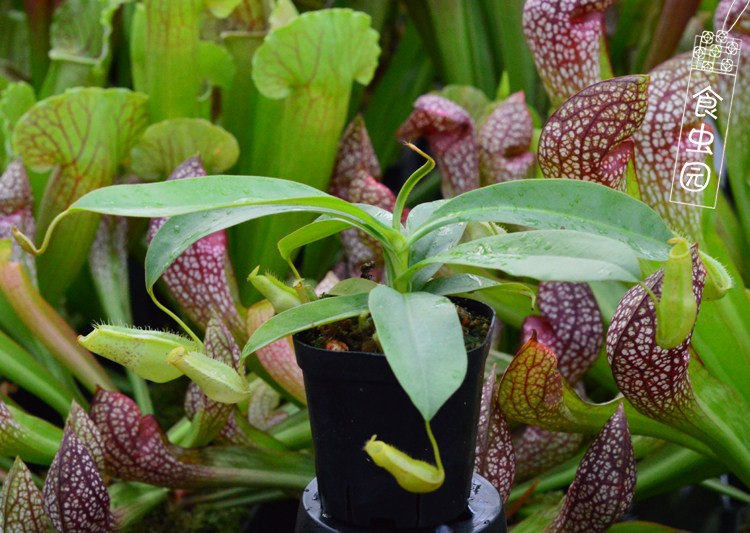 【绿精灵猪笼草】食虫植物捕蚊草食虫草捕蚊草趣味绿植盆栽包邮