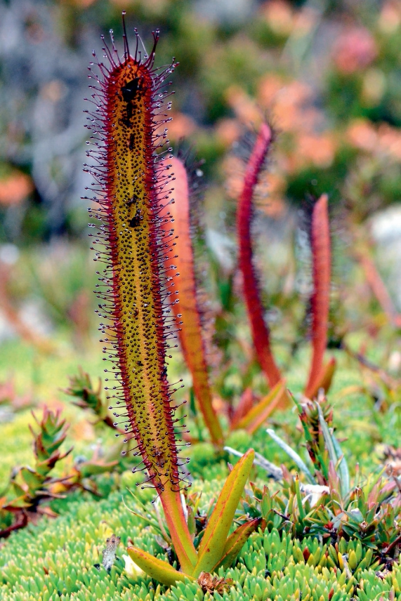 墨菲特茅膏食虫植物趣味绿植盆栽稀有品种包邮绿植