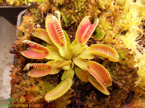 异形捕蝇草食虫植物捕虫草驱蚊草食人花趣味绿植盆栽