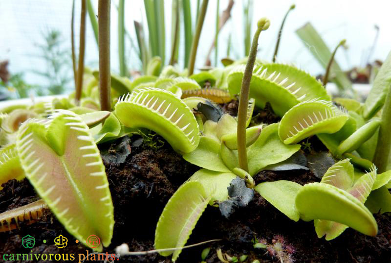【异形捕蝇草】食虫植物捕虫草驱蚊草食人花趣味绿植盆栽