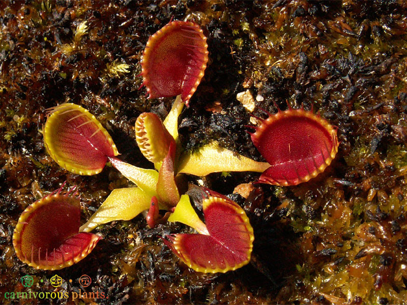 食虫植物杯夹捕蝇草特价小苗包邮cup比较绿植