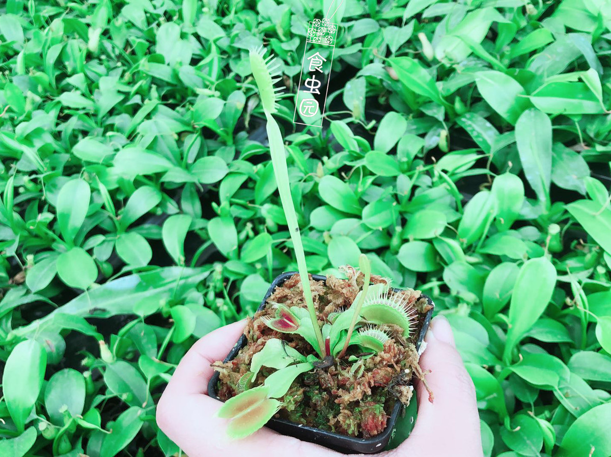 【种好发货】铁塔巨人捕蝇草 食虫植物 食虫草 趣味绿植盆栽 包邮