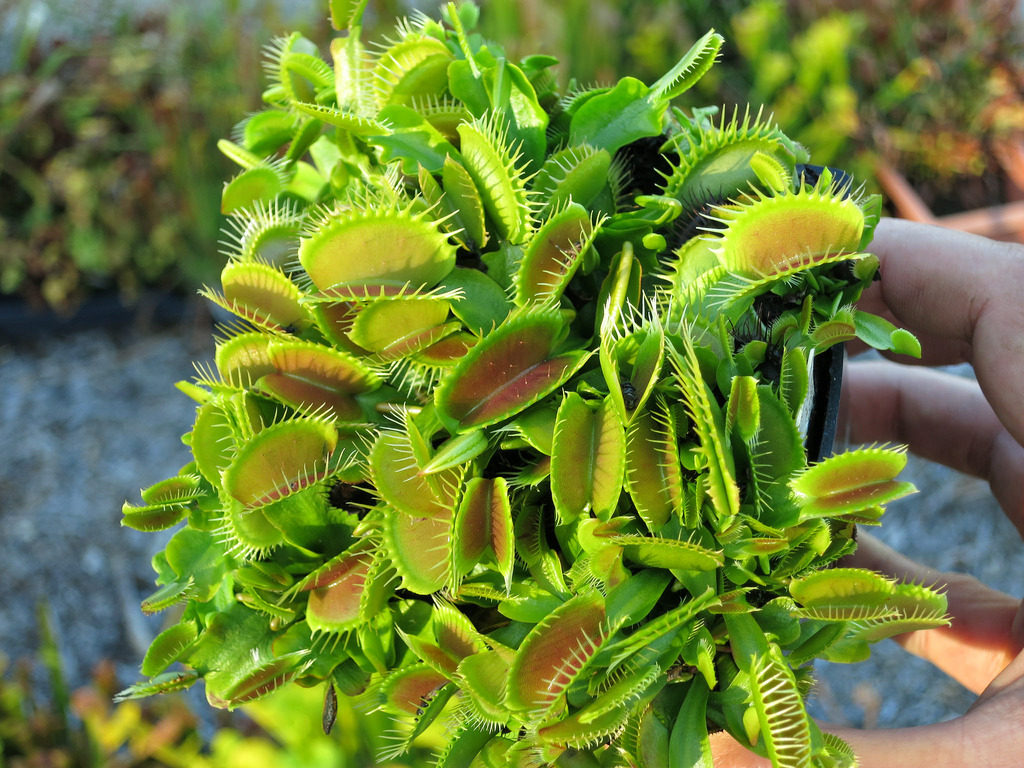 食虫植物-b52捕蝇草(大型捕蝇草  超大夹子的食虫草 特价包邮)