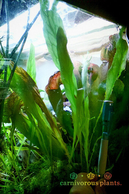 食虫植物长叶狸藻ulongifolia绿植