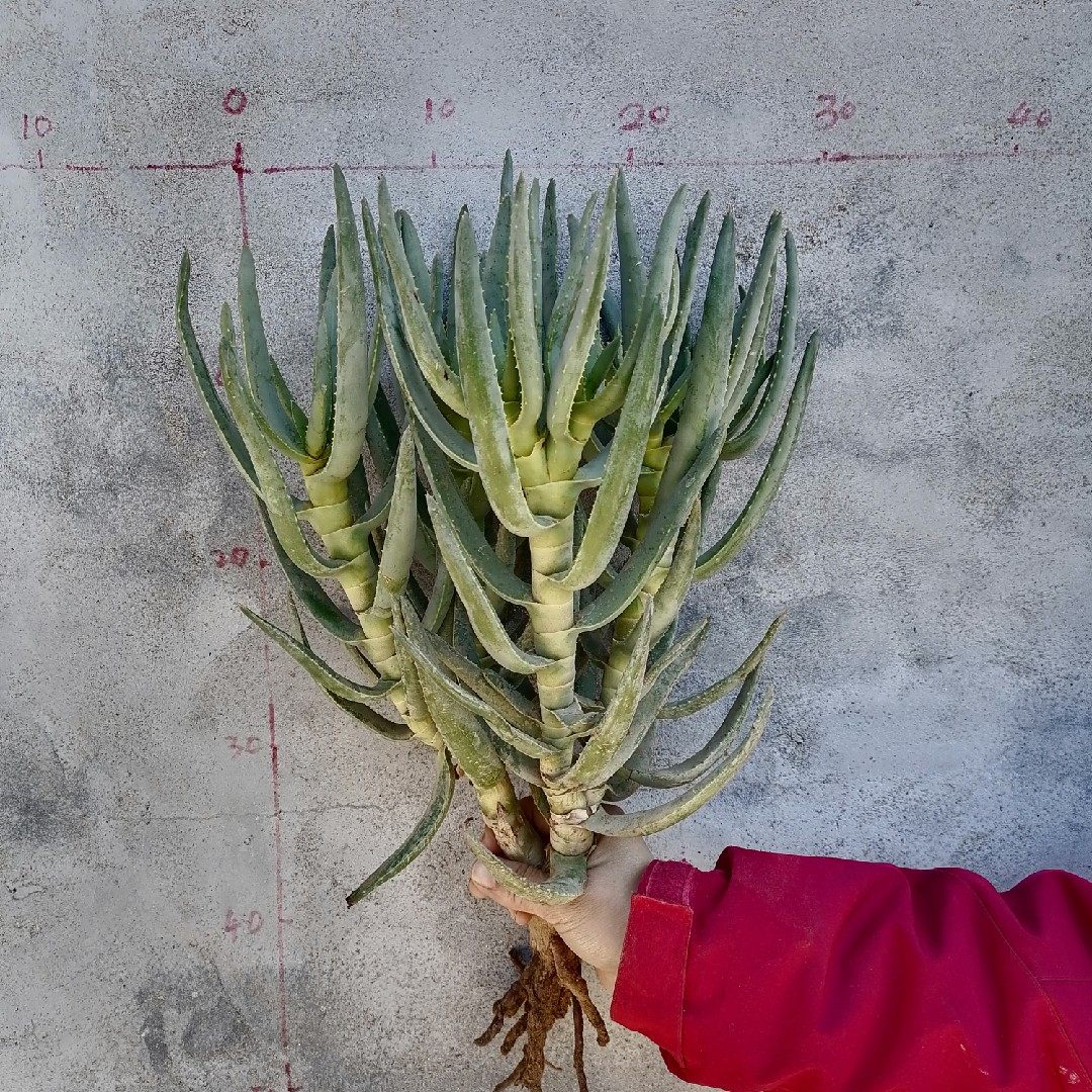 多枝芦荟稀有品种金枝玉叶室内客厅甲醛中大型观叶植物多肉植物