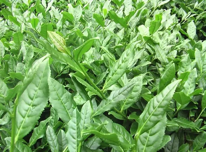 包邮铁观音茶苗小盆盆栽花卉办公办公室室内桌面时令草本花卉
