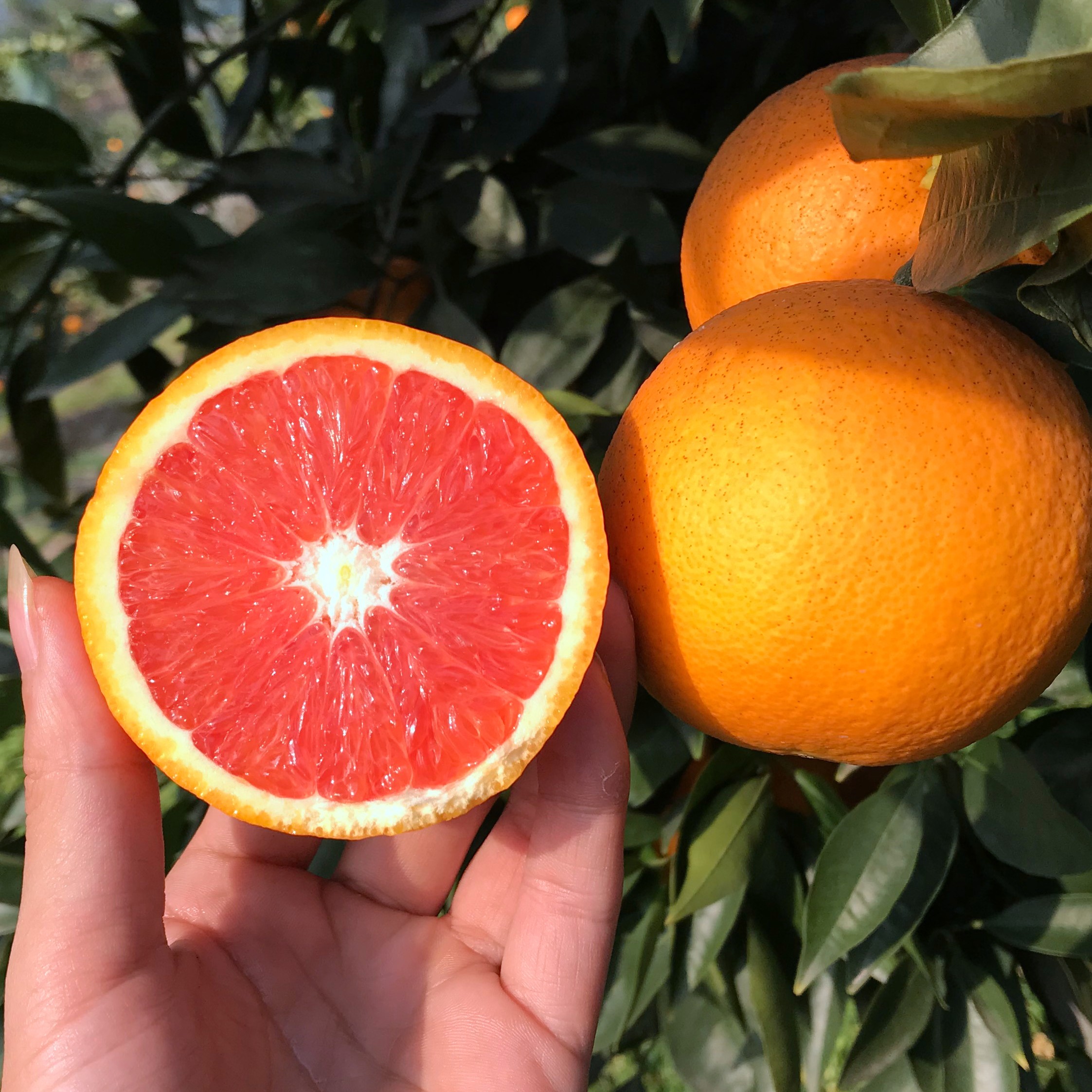 秭归血橙中华红橙当季新鲜水果脐橙带箱10斤包邮红肉甜橙顺丰包邮