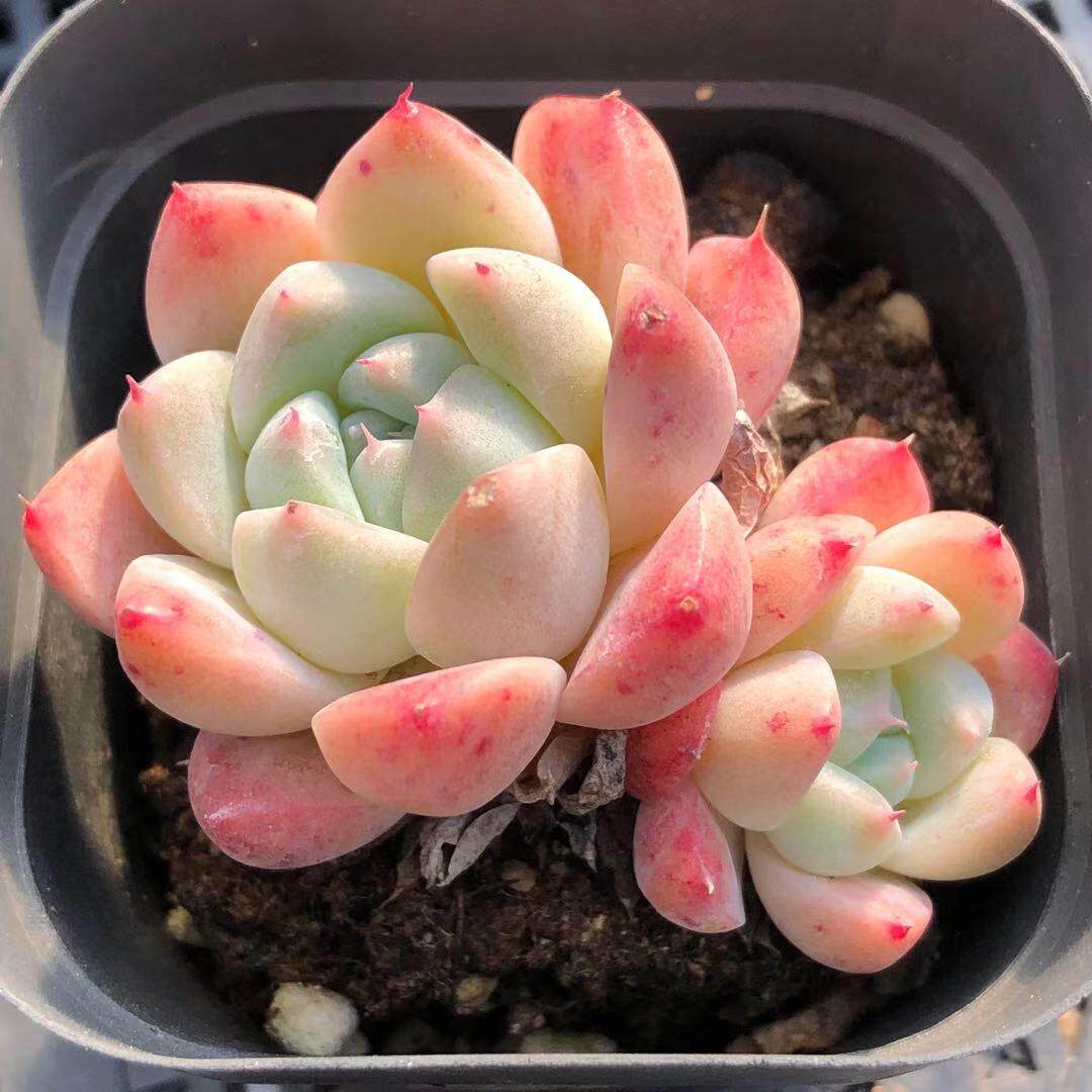 精品如梦令多一物一拍多头群生植物盆栽花羊派多肉植物