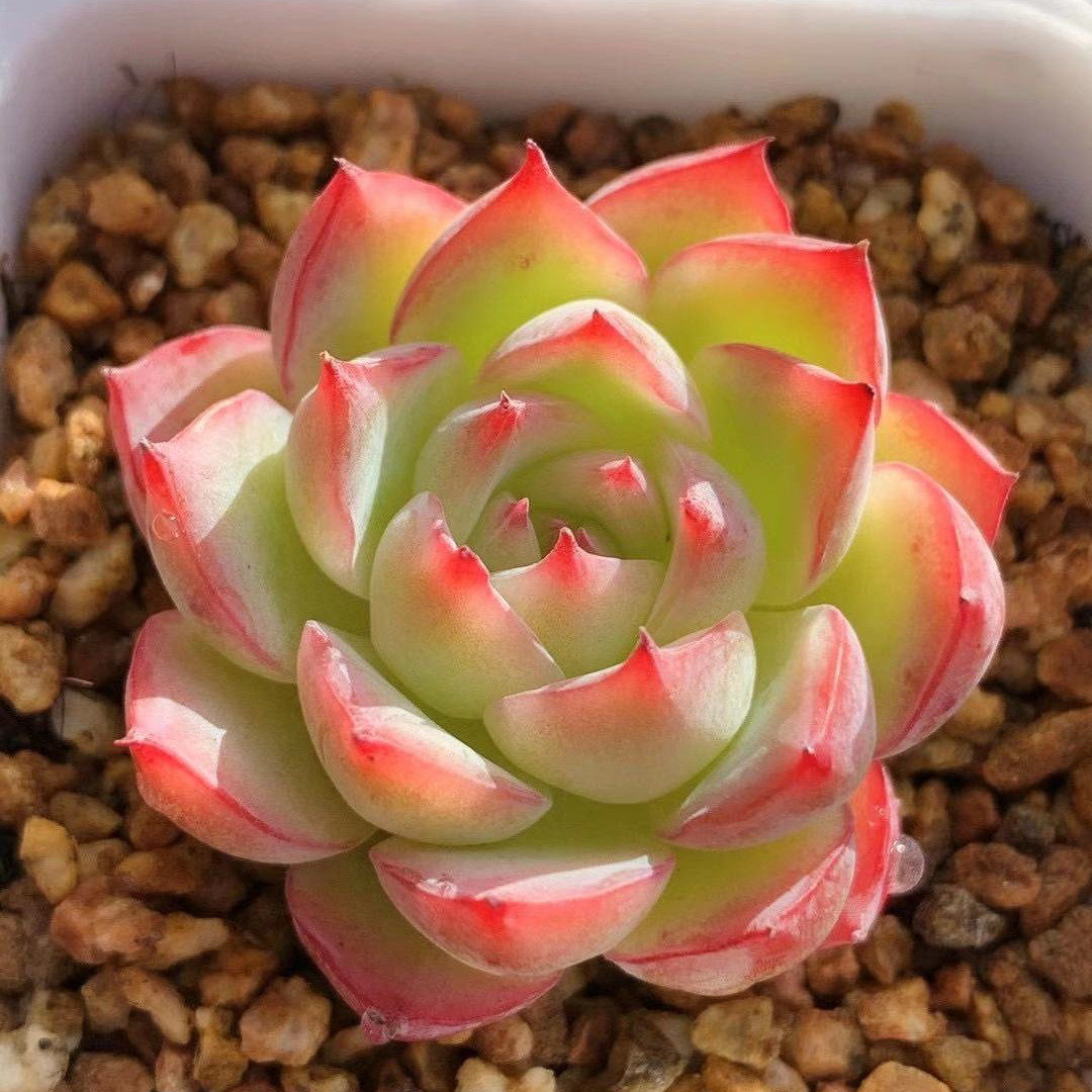 韩系正版水晶玫瑰一物一拍精品多肉稀有品种多肉植物