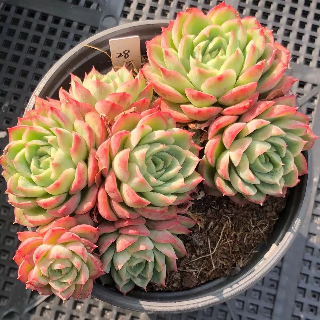 多肉酸橙辣椒精品老桩一物一拍群生多头植物多肉植物