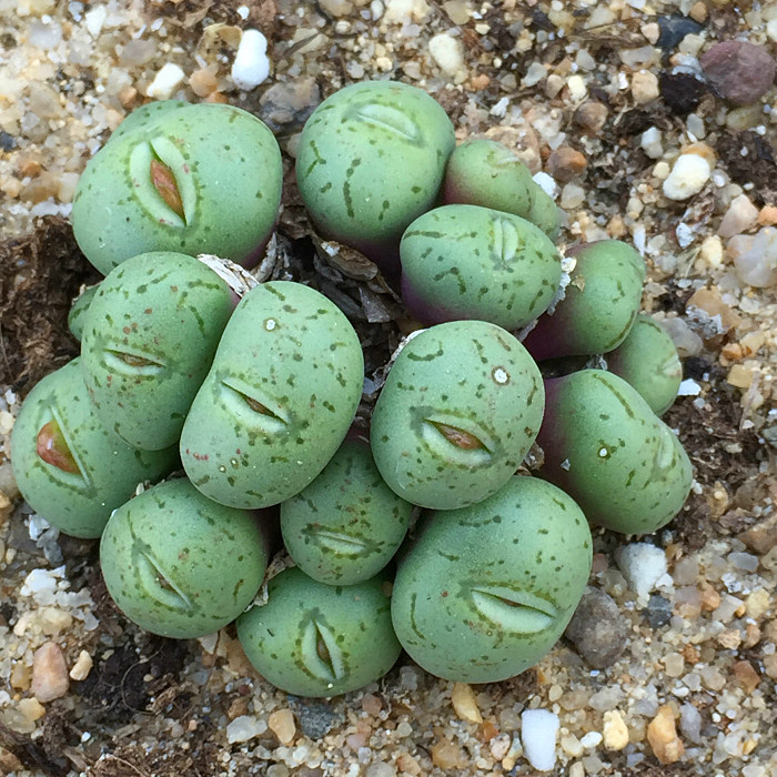 萱萱多肉植物园新品【高尔夫一物一拍】3.5年苗pp母本热销防辐射