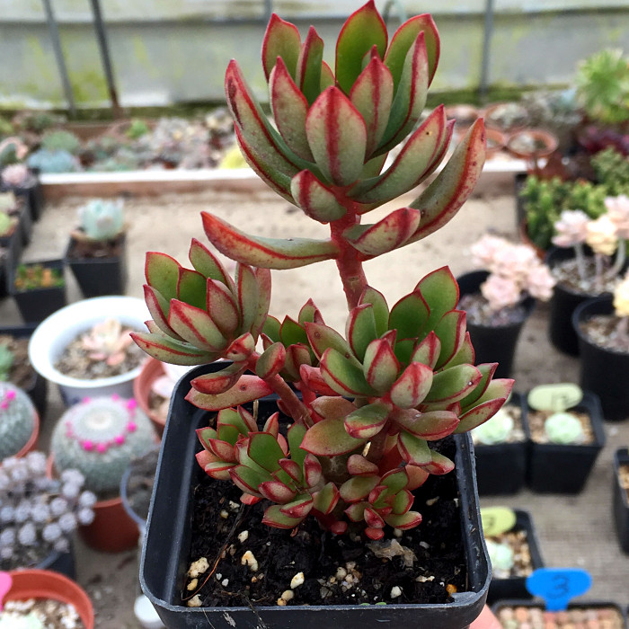 萱萱多肉植物园新品热卖丹格朗斯群生状态好花多肉植物