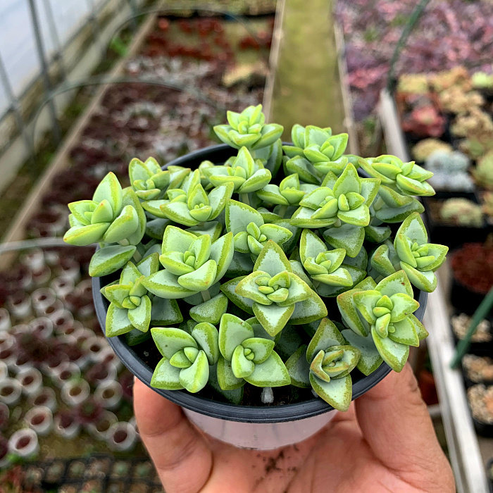 萱萱多肉植物园自由女神办公室阳台绿植花卉甲醛多肉植物