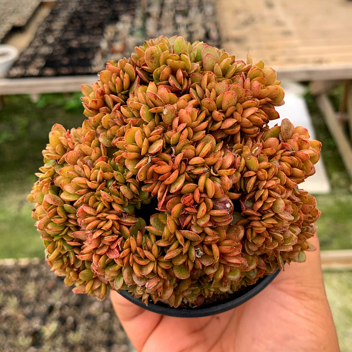 萱萱多肉植物园新品糖果缀化群办公室阳台甲醛防辐射多肉植物