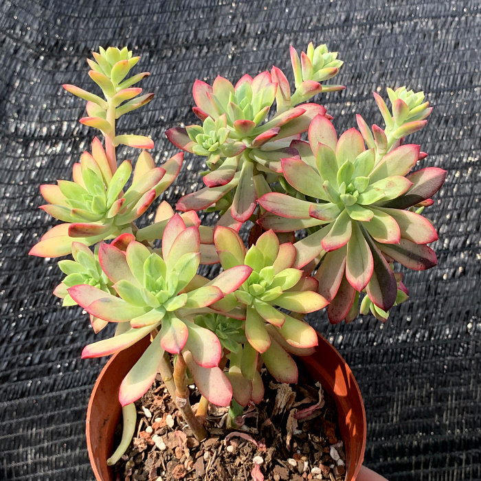 萱萱多肉植物园新品小叮当铃铛锦阳阳台绿植花卉多肉植物