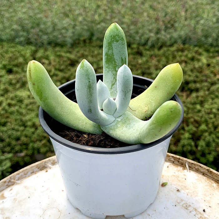 萱萱多肉植物园拇指仙女一物一拍办公室阳台甲醛多肉植物