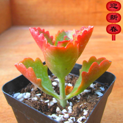 多肉萱萱植物园热卖朱莲血红绿植花卉甲醛防辐射多肉植物