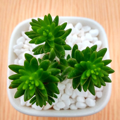 植物绿色书房窗台趣味白花小松绿植花卉甲醛多肉植物