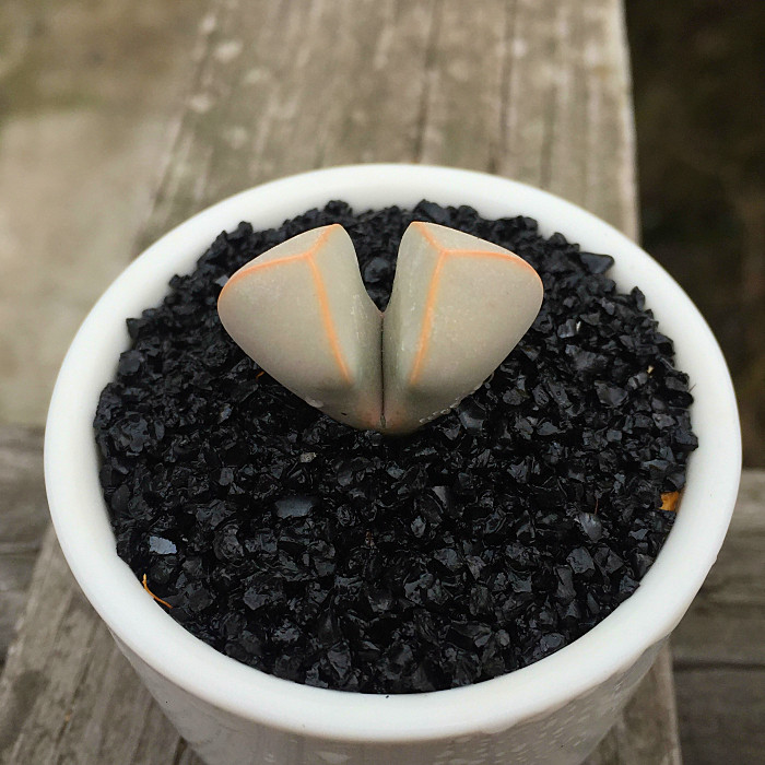 萱萱多肉植物园热卖新品【魔玉】番杏科室内绿植吸甲