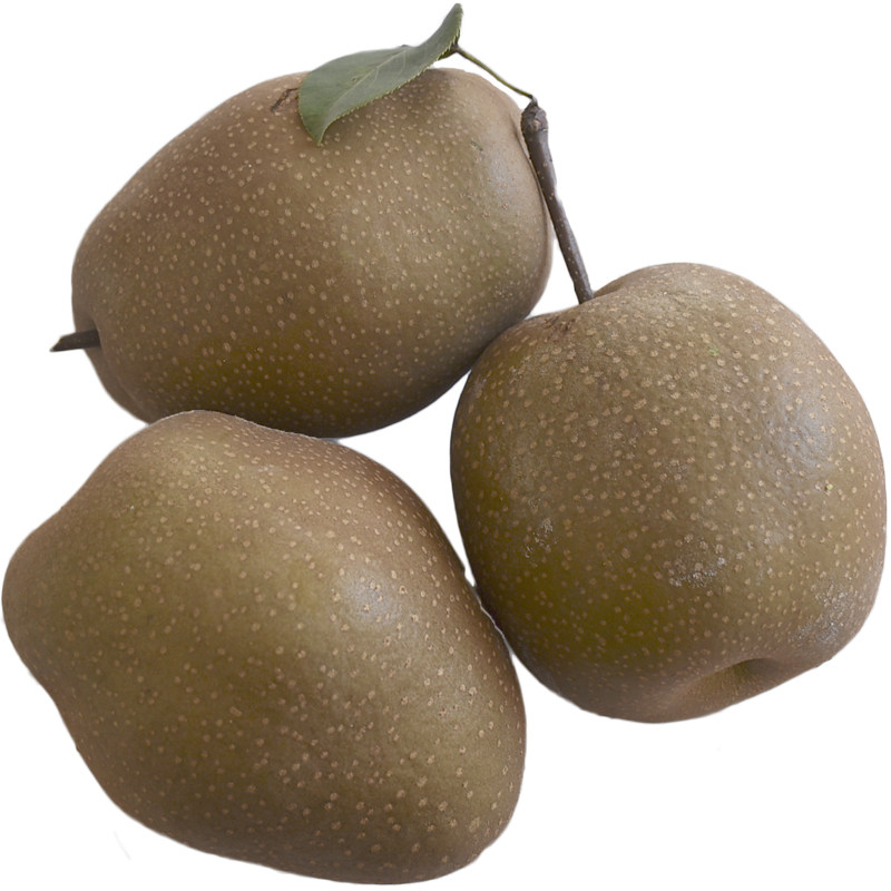 铁皮梨老树红梨煮水吃的梨咳嗽润肺宝宝新鲜水果农家果园直发5斤