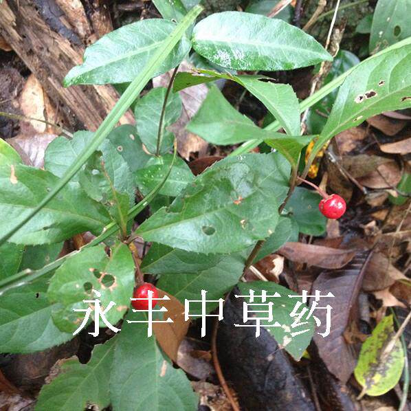 中草药野生矮地茶叶下红紫金牛平地木地桔