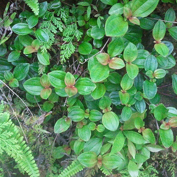 地菍药材火炭泡地稔根地念根茄子传统滋补品其他