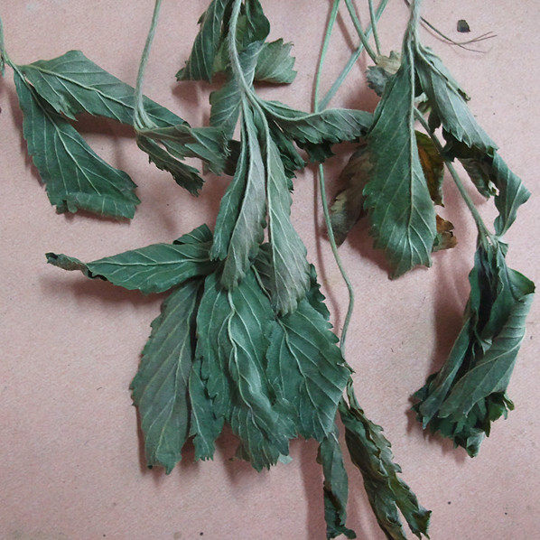 野生蛇含草紫背龙牙五爪龙委陵菜五叶蛇莓