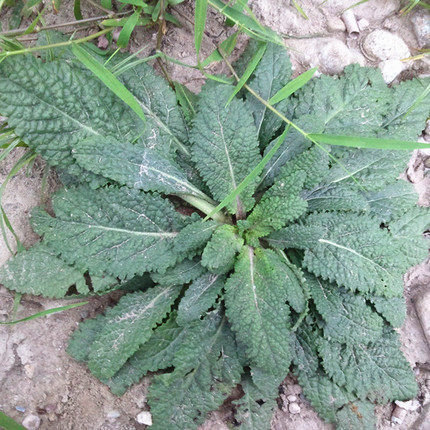 新鲜雪见荔枝皮草现挖现卖传统滋补品其他