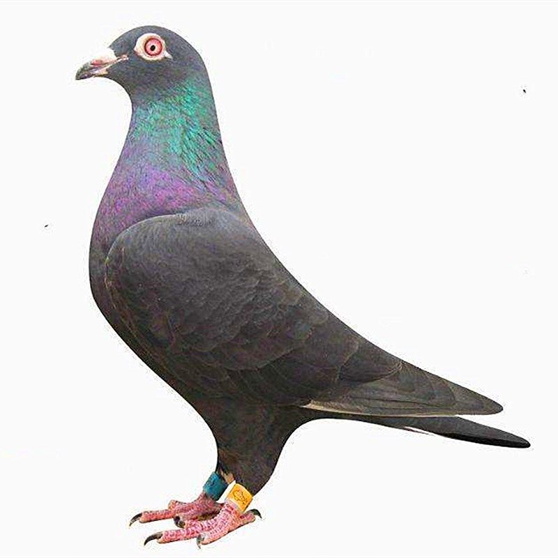 信鸽种鸽肉鸽元宝鸽原配一对鸽子活体鸽幼鸽青年鸽白羽王天落赛鸽