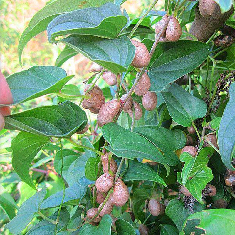 2020新鲜滋补铁棍山药5斤温县山药蛋果子中大新鲜山药