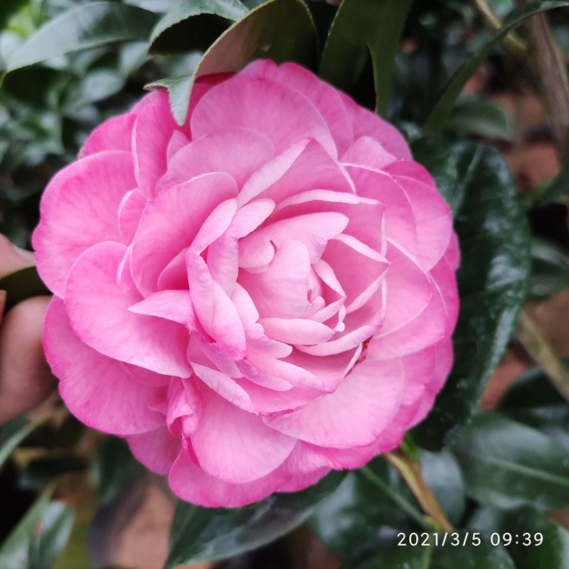 封面女郎茶花树苗粉色大花又名名美人艳牛西奥雕石时令草本花卉