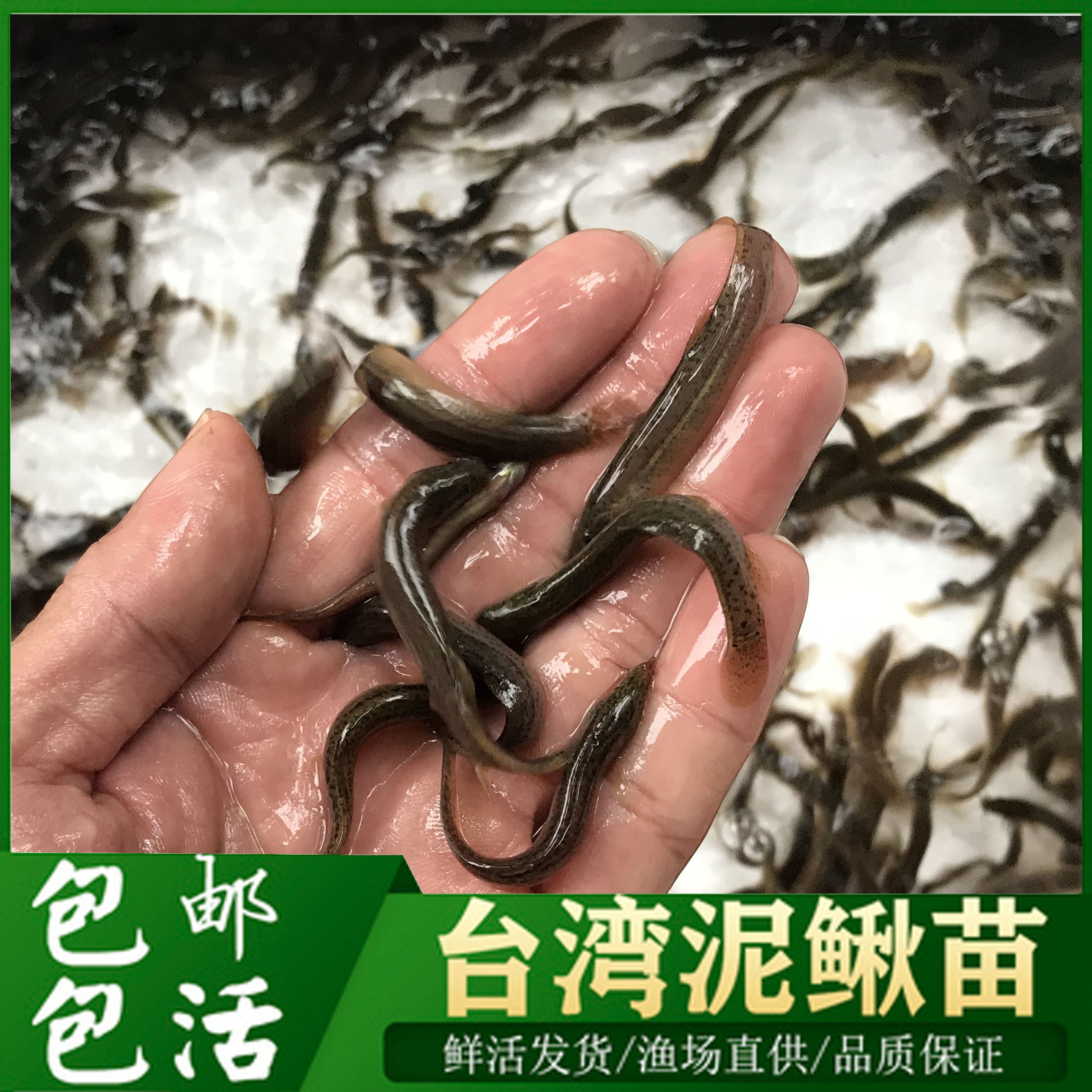 鱼苗泥鳅苗龙饲料活体筏钓淡水鱼冷水鱼鱼