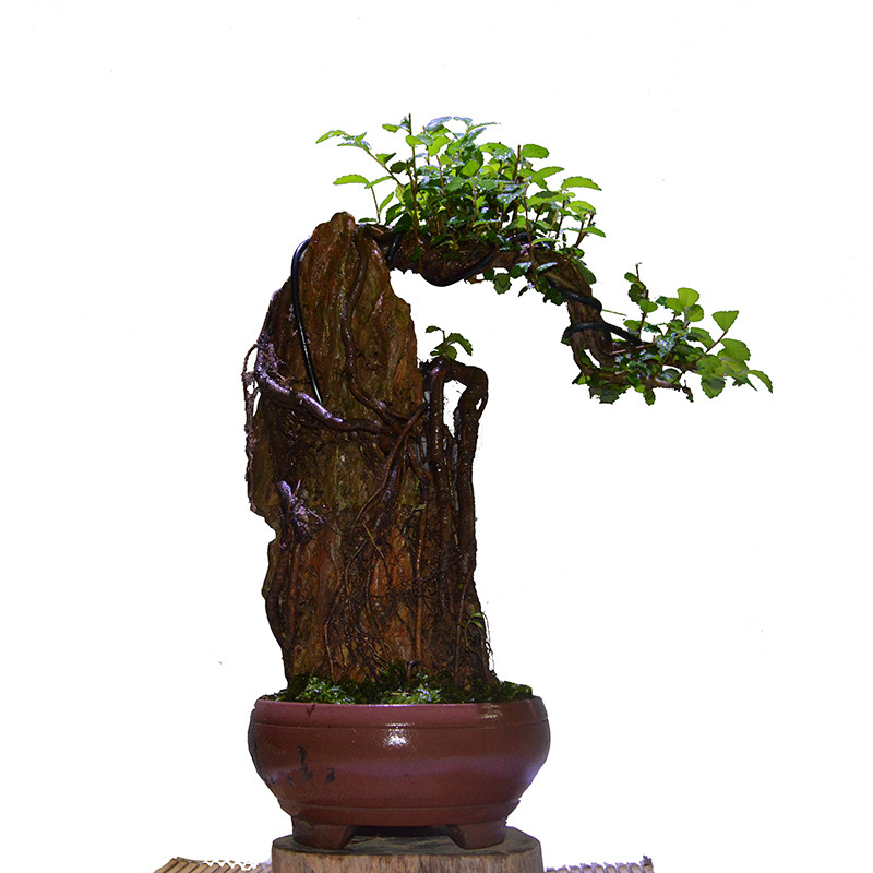 【苏亦家】小叶榔榆附石盆景树桩四季常青不