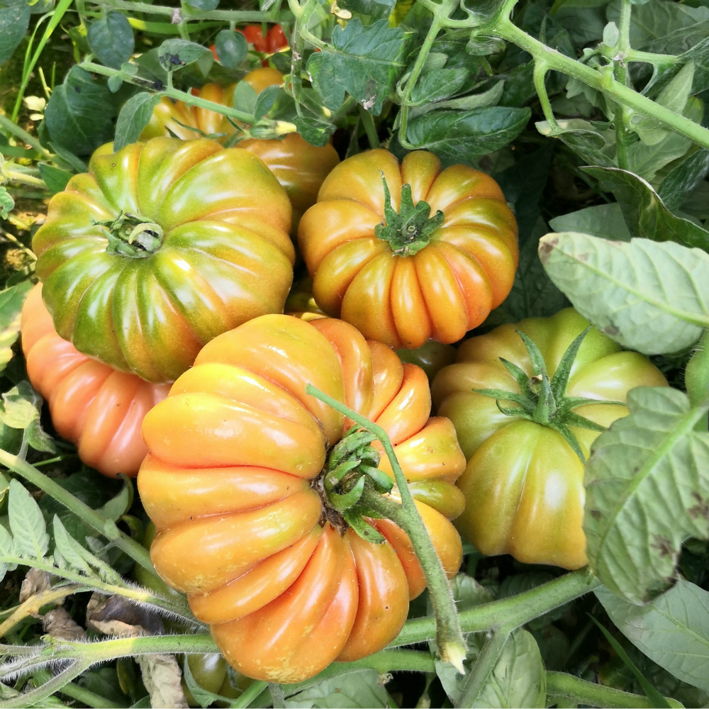 山泉水高山马蹄大番茄潮汕老味道农家西红柿新鲜现摘生吃水果5斤