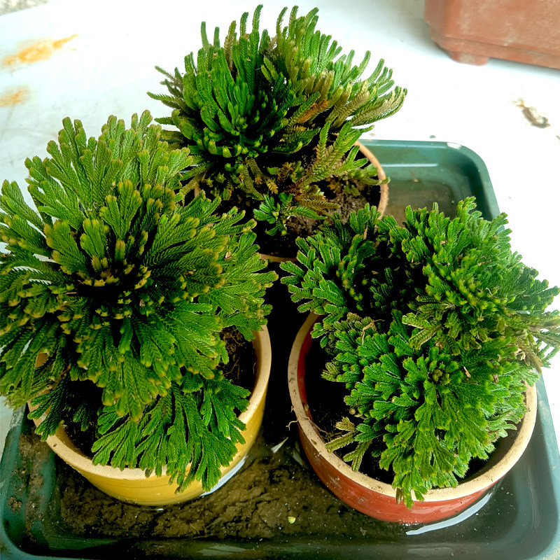 盆景卷柏绿植微型石微型吸水假山迷你还魂九死时令草本花卉