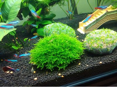 鱼缸水族箱观赏水草悬浮莫斯球沉半球植物活体水草