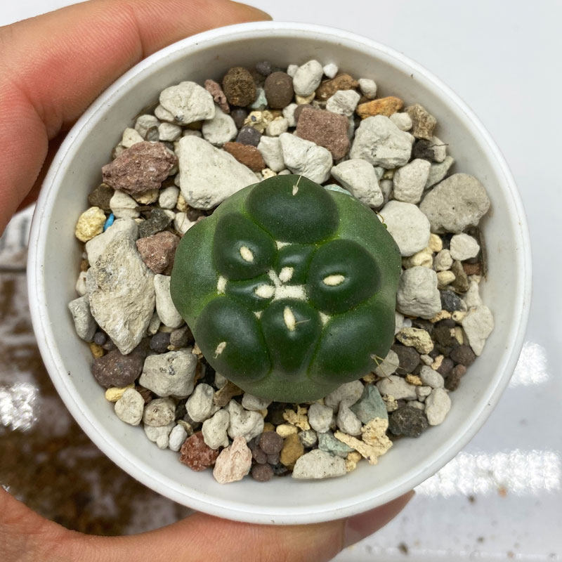 仙森无刺象牙梦想精选仙人球自根精品多肉植物多肉植物