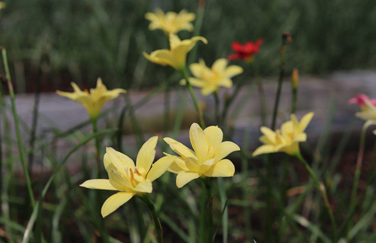 悠暖花开石蒜球根印尼风雨兰39号黄色重瓣太平洋之心开花大球