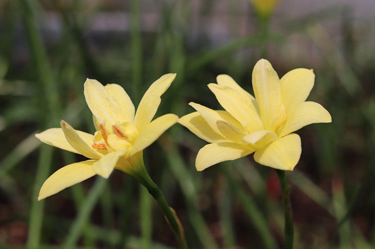 悠暖花开石蒜球根印尼风雨兰39号黄色重瓣太平洋之心开花大球