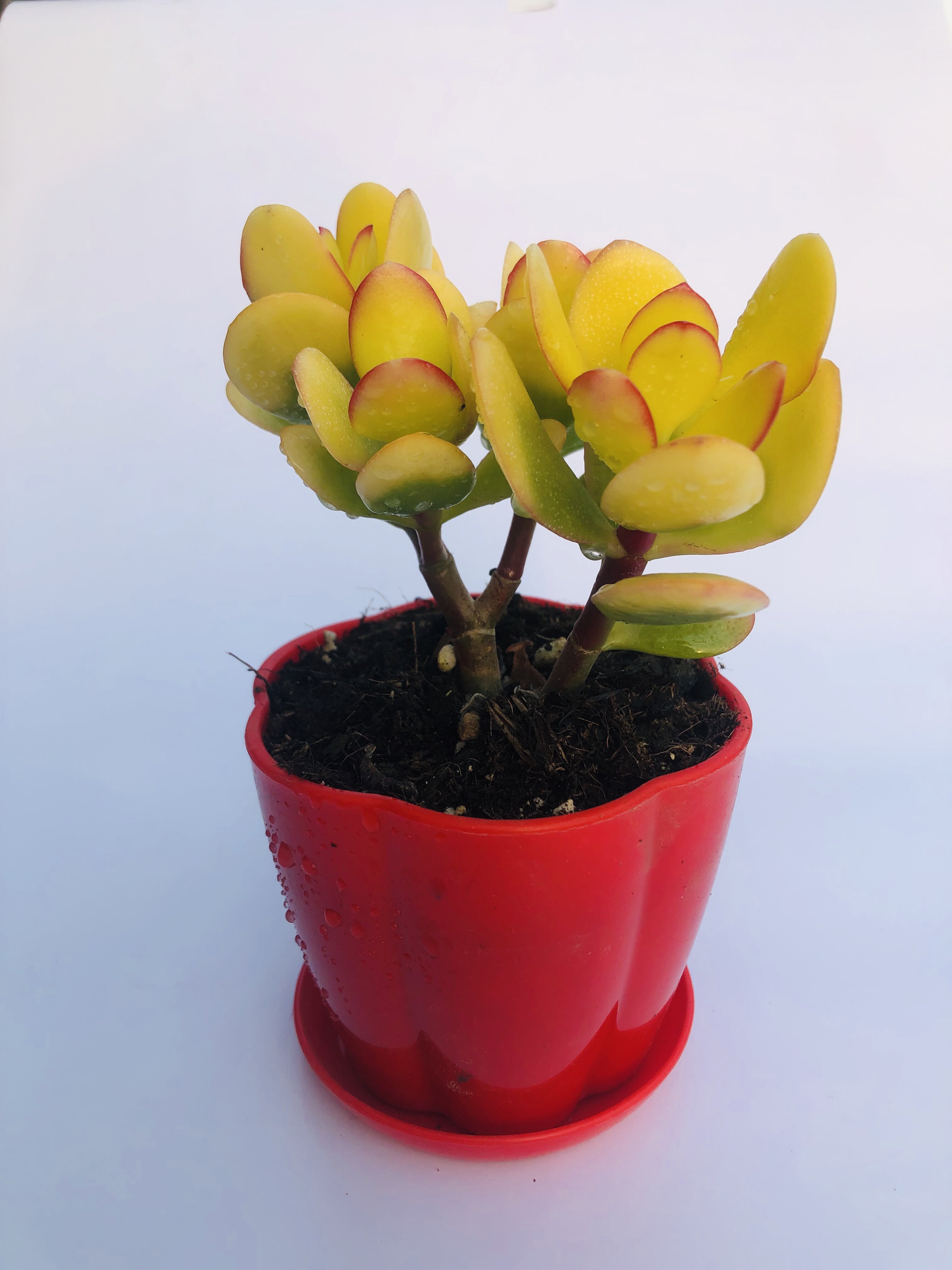 花月多肉玉树植物大颗黄金黄金花盆栽姬红新花月多肉植物